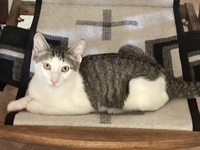 Douglas Aster thumbnail 4