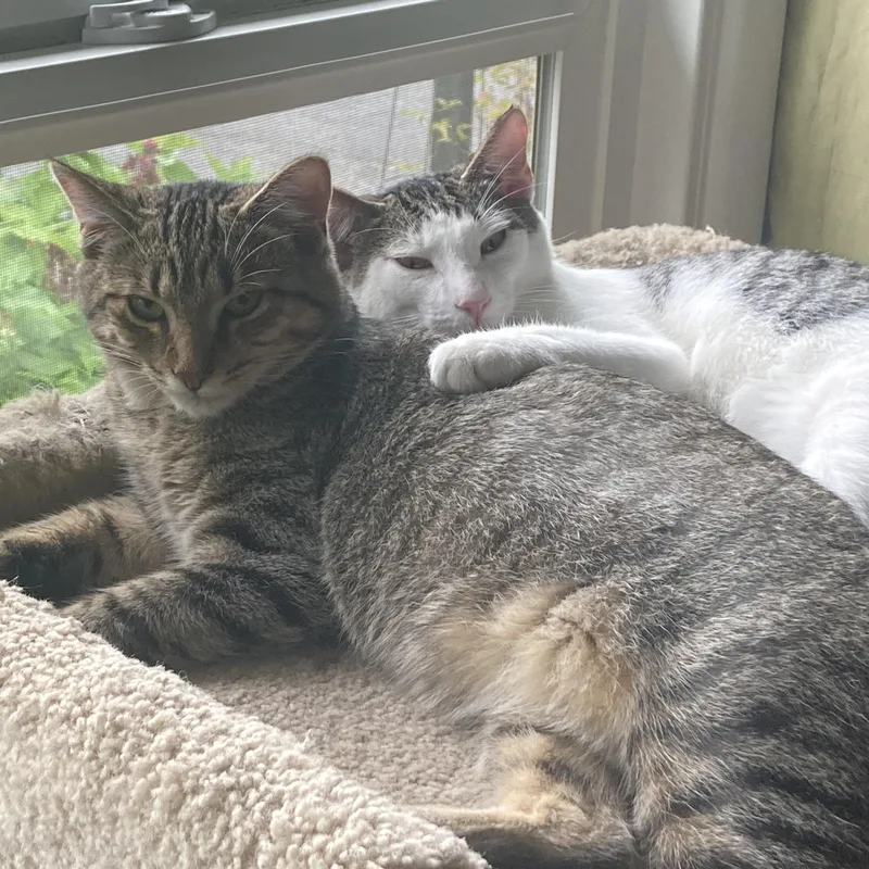 Douglas Aster thumbnail 5