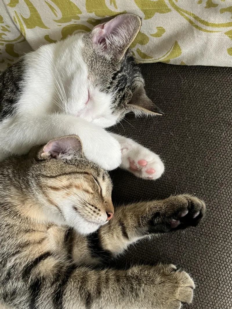 Douglas Aster thumbnail 6