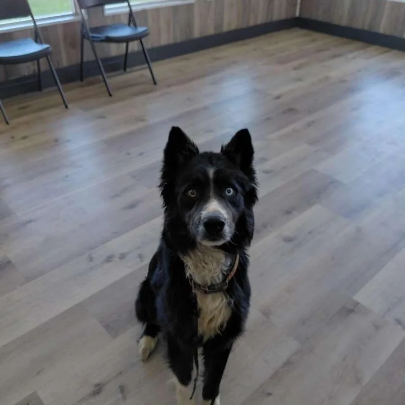 An adult medium-sized male Black Husky dog named Clyde for adoption in Idaho Falls, ID