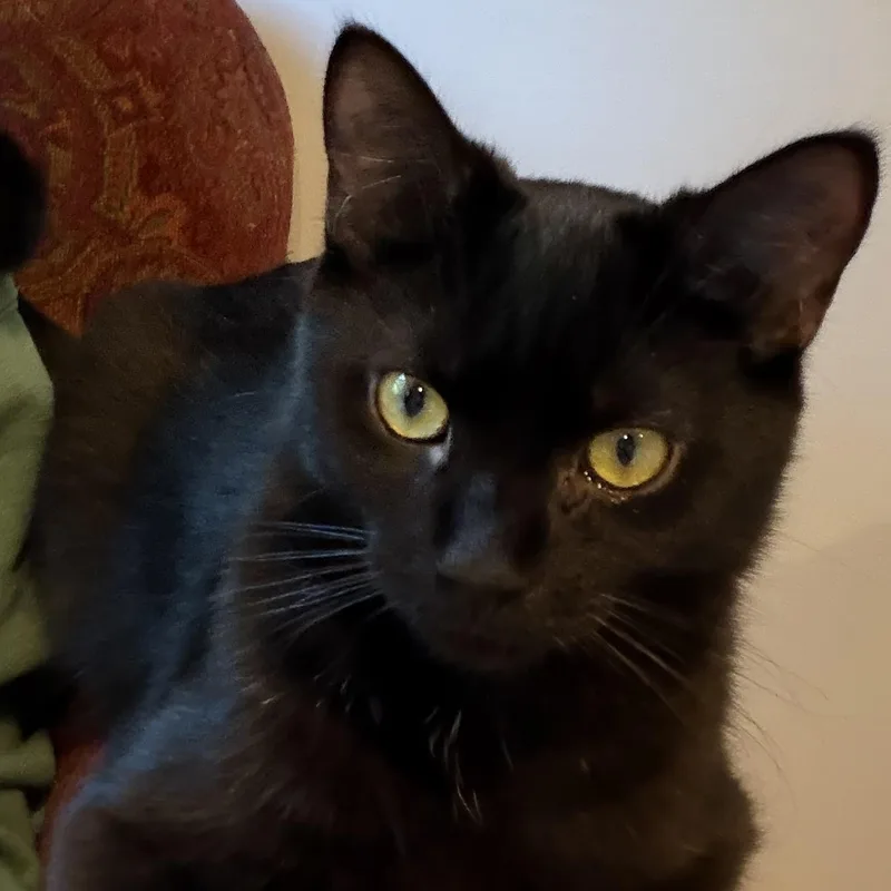 A young medium-sized male Black Domestic Short Hair cat named Binx and Bear for adoption in Winchester, VA