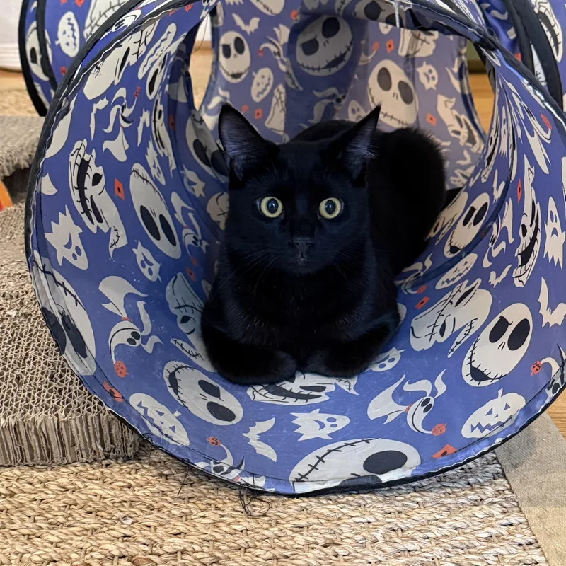 Binx and Bear thumbnail 2