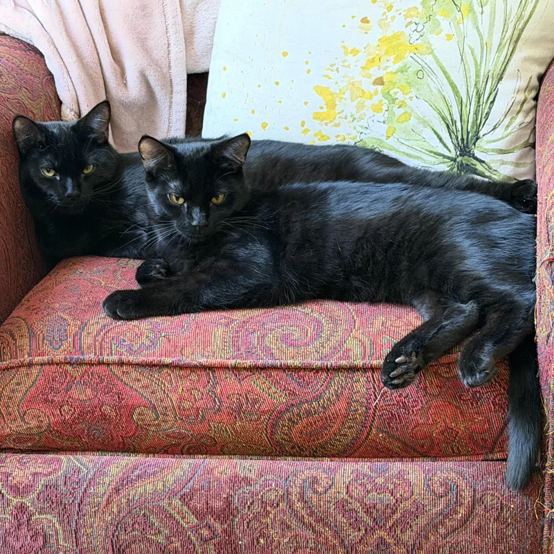Binx and Bear thumbnail 3