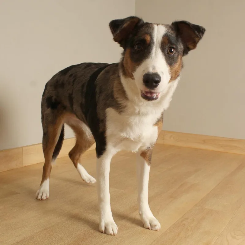 A young medium-sized female Catahoula Leopard Dog dog named Maddie D for adoption in Minnetonka, MN