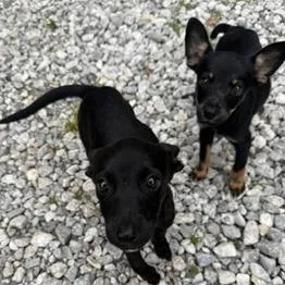 A baby small-sized female Black Mixed Breed dog named Gretel for adoption in Tulsa, OK