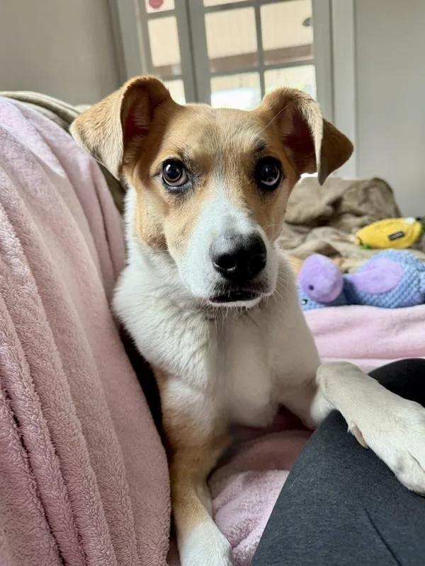 An adult medium-sized female Australian Cattle Dog / Blue Heeler dog named Dixie for adoption in Littleton, CO