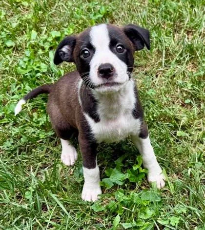 A baby medium-sized female Beagle dog named Fable for adoption in Malvern, PA