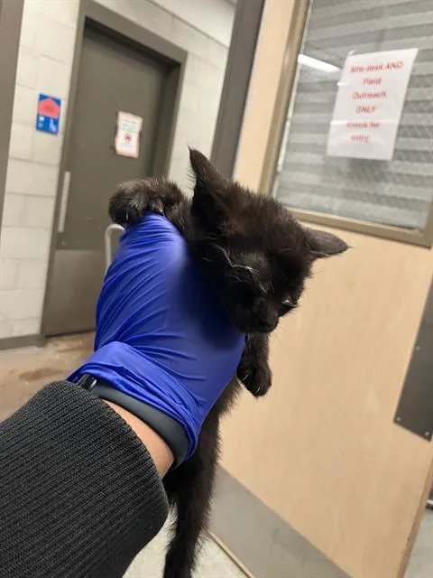 A baby medium-sized male Domestic Short Hair cat named Riri for adoption in Dallas, TX