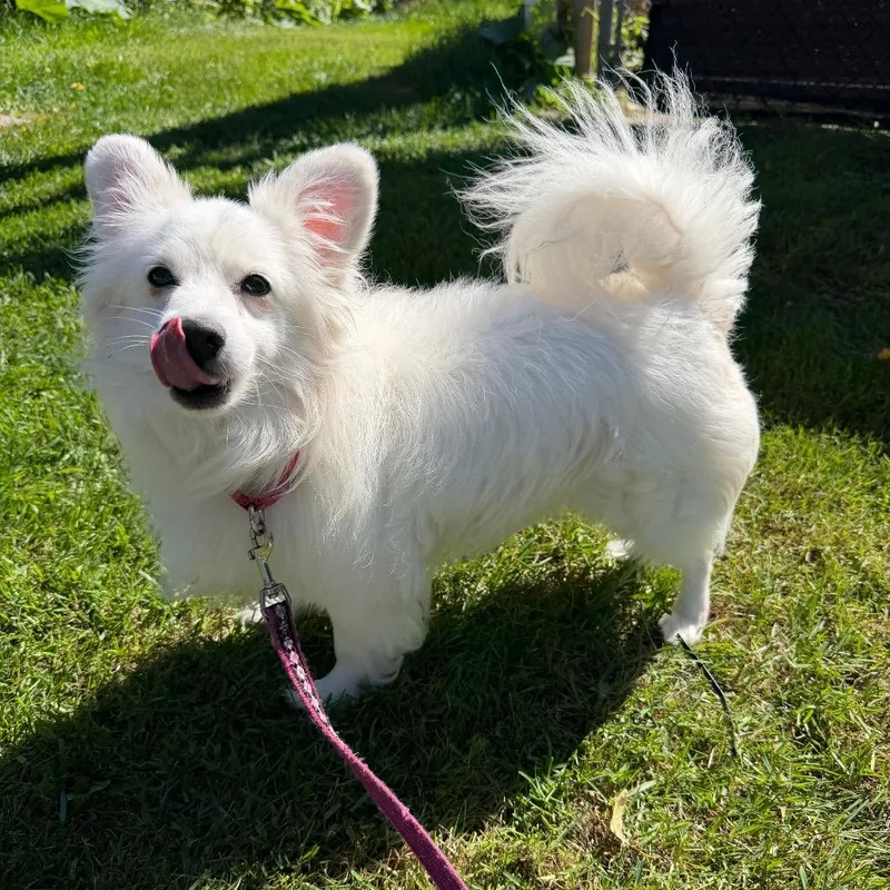 A senior small-sized male Mixed Breed dog named Bentley for adoption in Oshkosh, WI