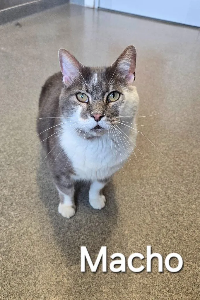 A young medium-sized male Domestic Short Hair cat named Macho for adoption in Sidney, OH
