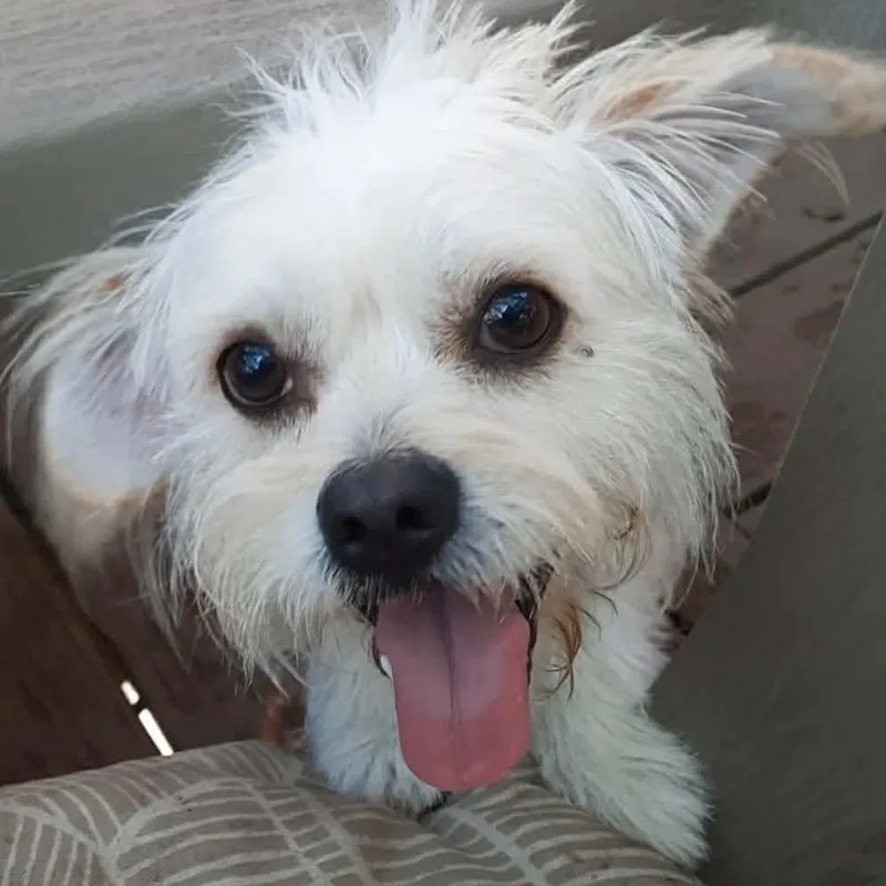An adult small-sized male White / Cream Terrier dog named Hopper for adoption in Olathe, KS
