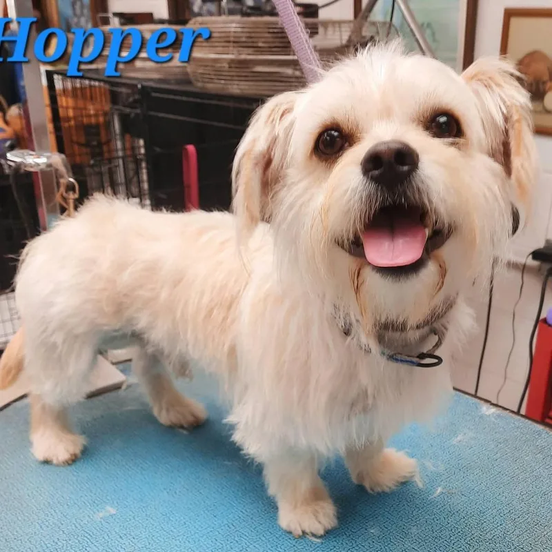 Hopper thumbnail 2