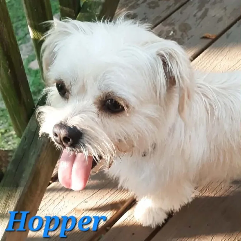 Hopper thumbnail 3