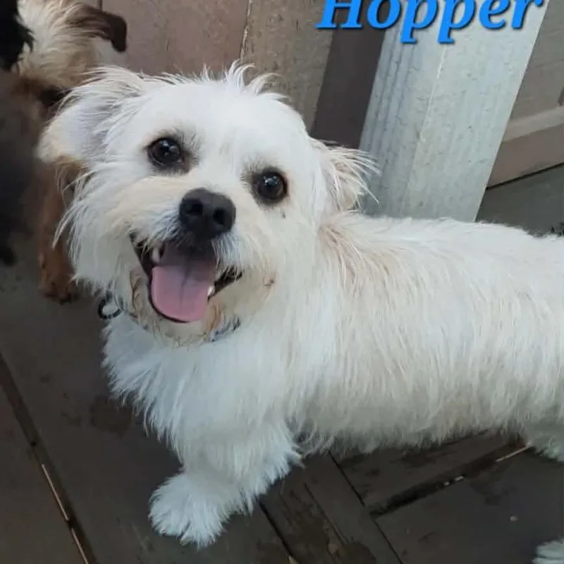 Hopper thumbnail 6