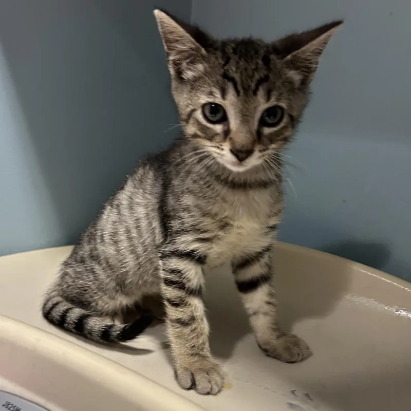A baby small-sized male Gray / Blue / Silver Domestic Medium Hair cat named Gigglebutt for adoption in Chattanooga, TN