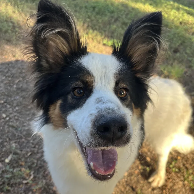 An adult medium-sized male Tricolor (Brown, Black, & White) Collie dog named Yoda for adoption in Bulverde, TX