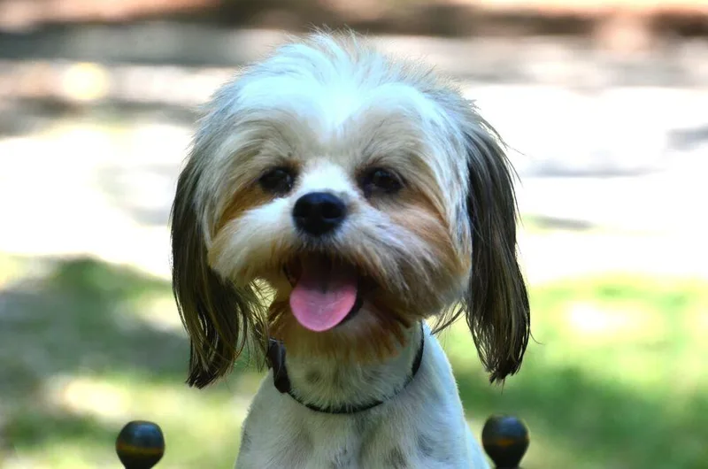 Willow thumbnail 2