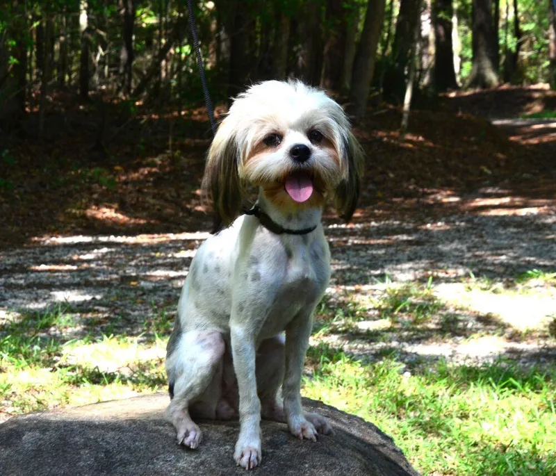 Willow thumbnail 5