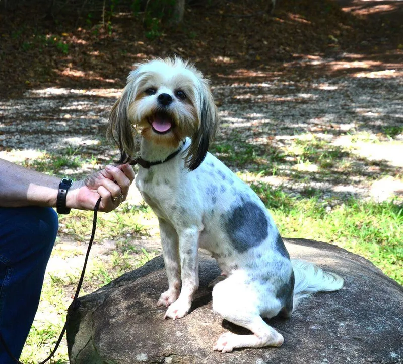 Willow thumbnail 6