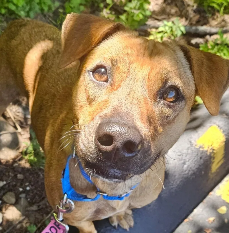 A young medium-sized male Yellow / Tan / Blond / Fawn Shepherd dog named Joe Joe for adoption in Norwalk, CT