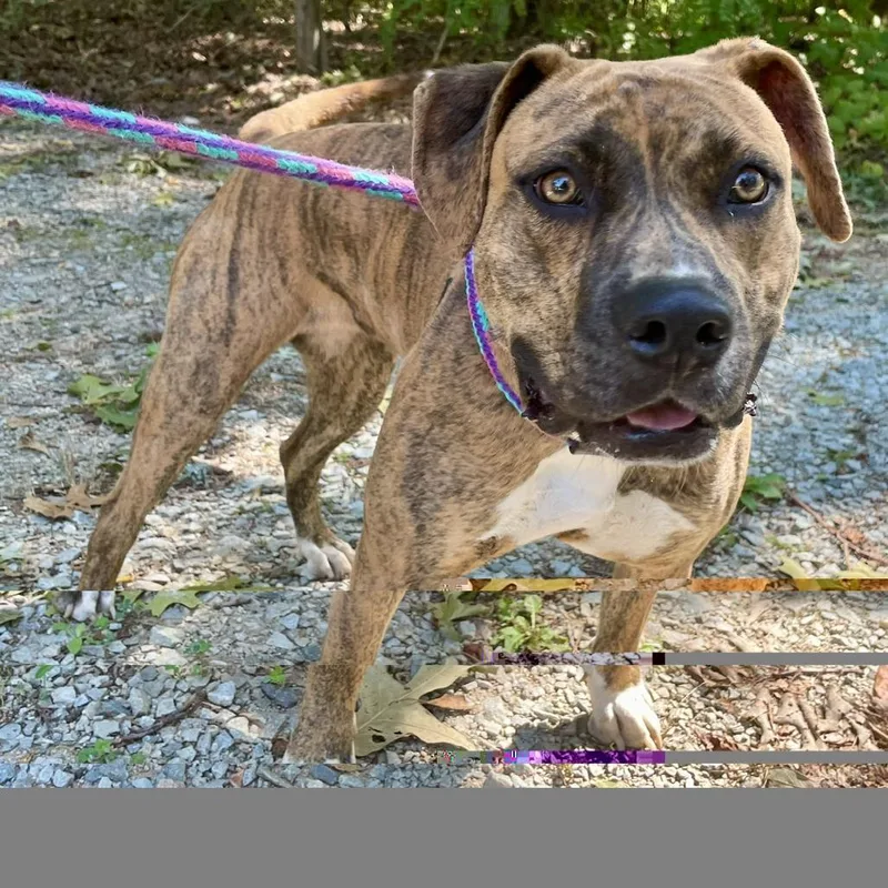 A young small-sized female Brown / Chocolate Mixed Breed dog named Cinnaboo for adoption in Yanceyville, NC