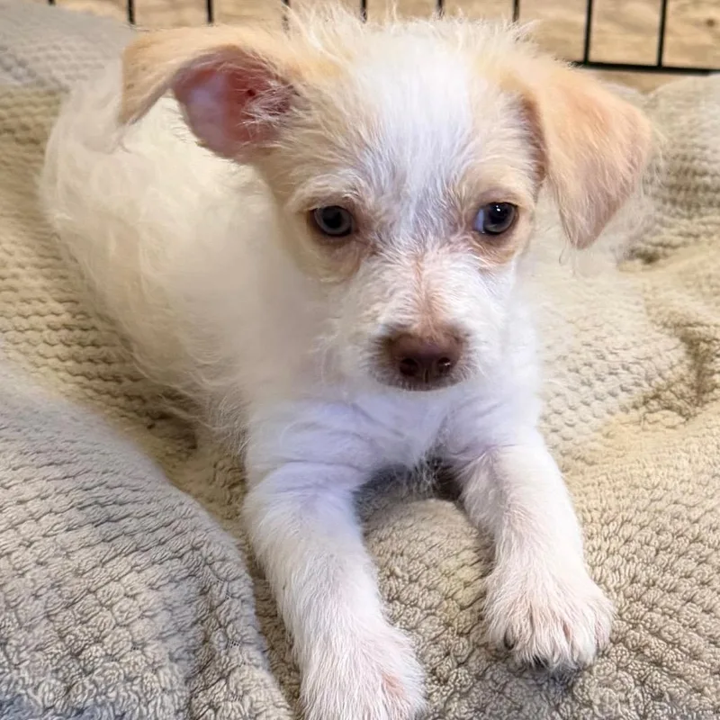 A baby small-sized female White / Cream Terrier dog named Nancy Downs for adoption in Las Vegas, NV
