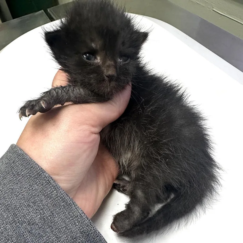 A baby small-sized female Black Domestic Short Hair cat named Little Foot for adoption in Warrensburg, MO