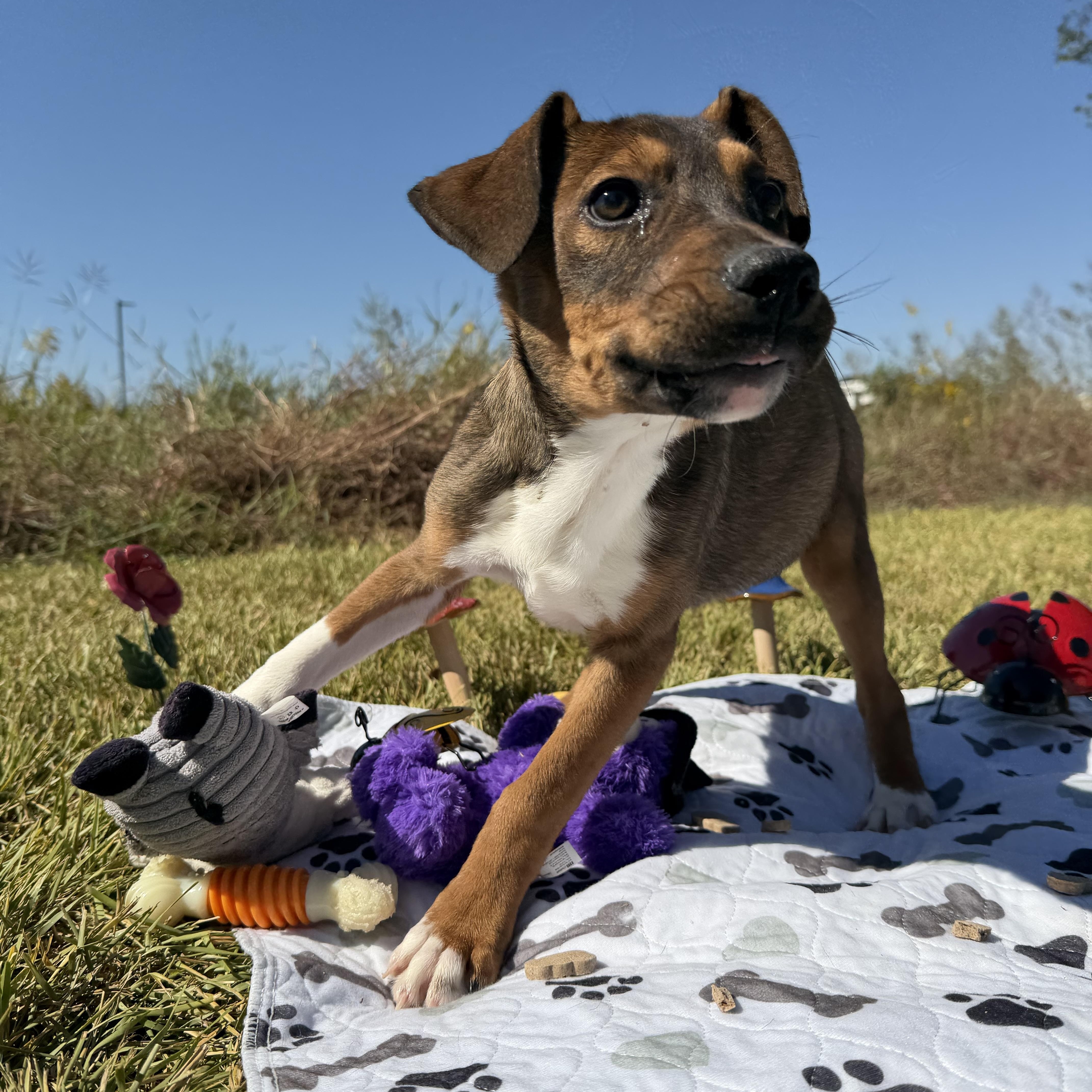 A baby medium-sized female Mixed Breed dog named Marley for adoption in Pearland, TX