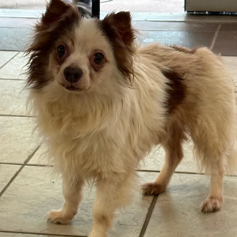An adult small-sized male White / Cream Mixed Breed dog named Straymoonroad for adoption in Columbus, GA