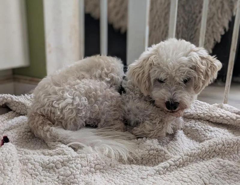 A senior small-sized male Poodle dog named Pilaster for adoption in San Diego, CA