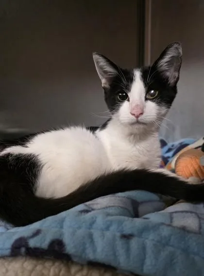 An adult small-sized female Domestic Short Hair cat named Aileen for adoption in Phoenix, AZ