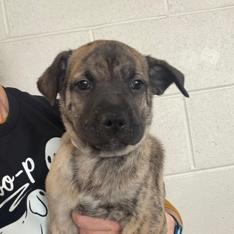 A baby medium-sized male Brown / Chocolate Mixed Breed dog named Turner for adoption in DeKalb, IL