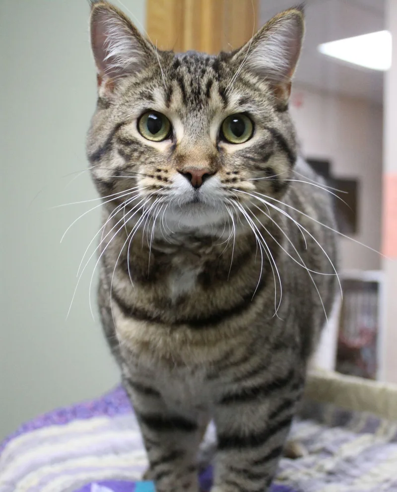 A young medium-sized female Domestic Short Hair cat named Clarinet for adoption in Portage, WI