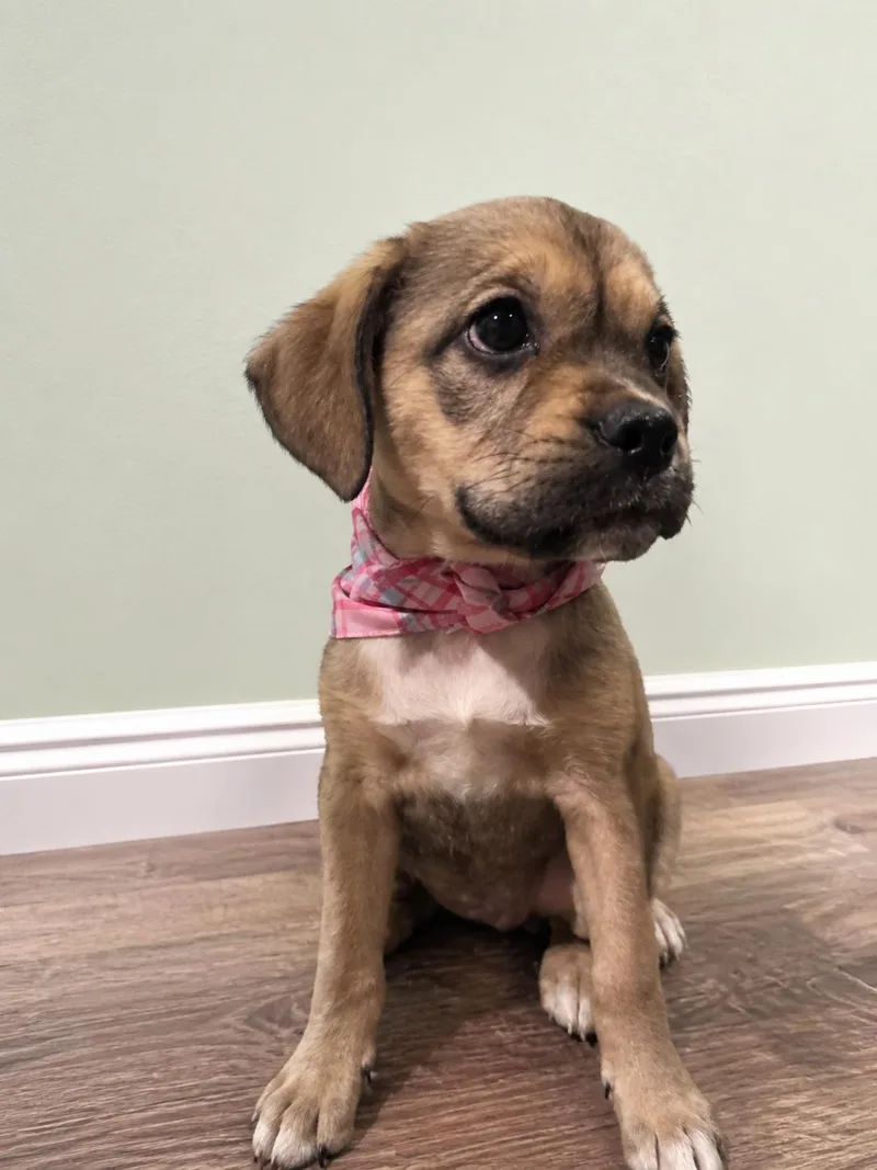 A baby medium-sized female Yellow / Tan / Blond / Fawn Retriever dog named Cher for adoption in Houston, TX