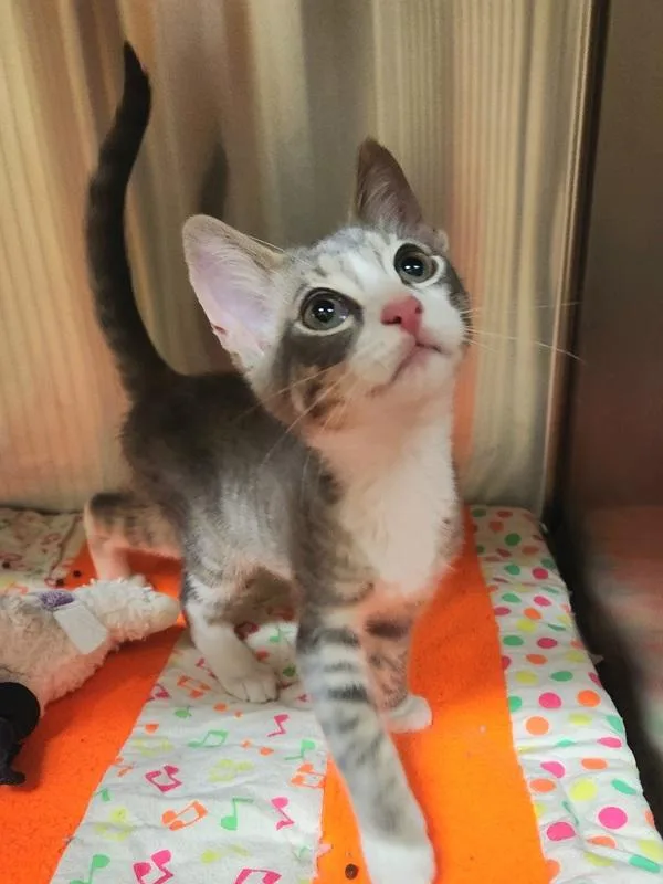 A baby small-sized male Domestic Short Hair cat named Bop for adoption in Kennewick, WA