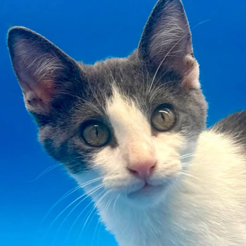 A baby medium-sized female Domestic Short Hair cat named Chewie for adoption in Springfield, MO