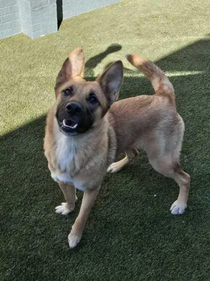 An adult large-sized female Mixed Breed dog named Aspen for adoption in Lafayette, IN