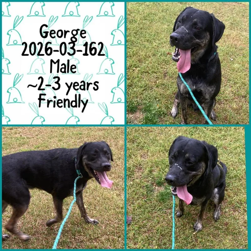 A young medium-sized male Labrador Retriever dog named George for adoption in Winder, GA