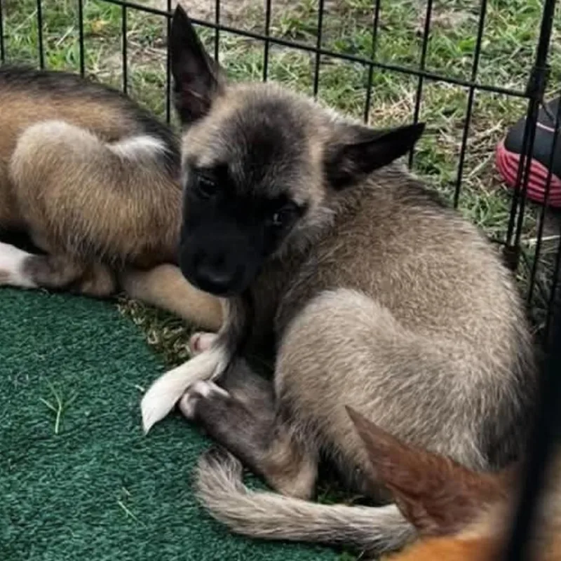 A baby small-sized male Yellow / Tan / Blond / Fawn German Shepherd Dog dog named Nash for adoption in Van Horne, IA