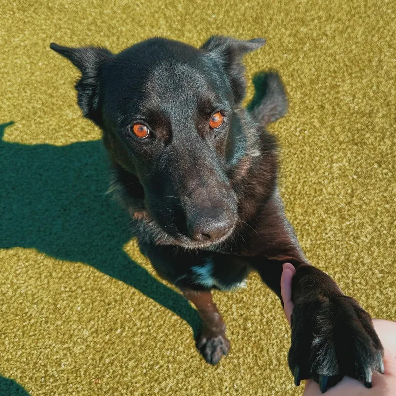 Roscoe