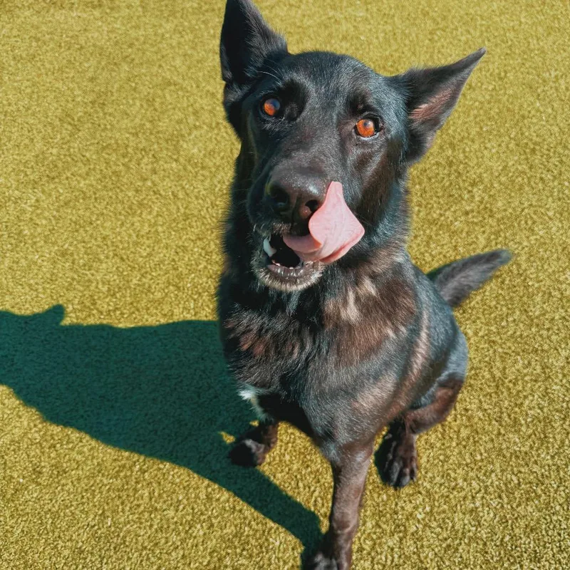Roscoe thumbnail 2