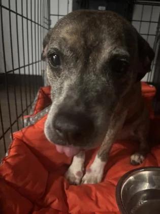 A senior medium-sized female Mixed Breed dog named Ole Lady Jessica for adoption in Atlanta, GA