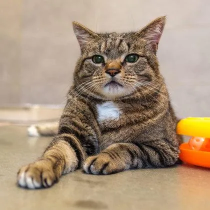 An adult small-sized male Brown / Chocolate Domestic Short Hair cat named Turkey for adoption in Atlanta, GA