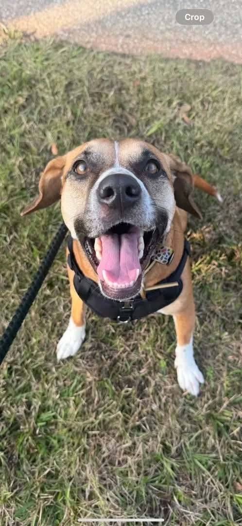 An adult medium-sized female Black Mouth Cur dog named ~ Courtesy ~ Joy for adoption in Mobile, AL