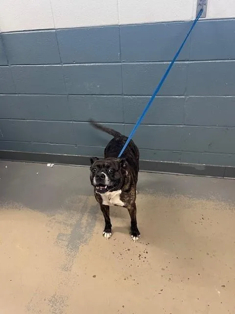 A senior medium-sized female Boston Terrier dog named Bella for adoption in Tallahassee, FL