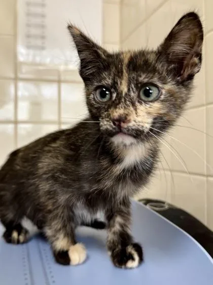 A young small-sized female Domestic Short Hair cat named Grey Wolf for adoption in San Antonio, TX