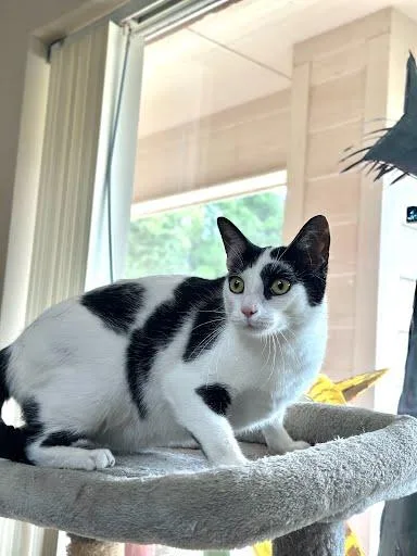 An adult large-sized male Black & White / Tuxedo Domestic Short Hair cat named Spooky for adoption in Marshall, TX
