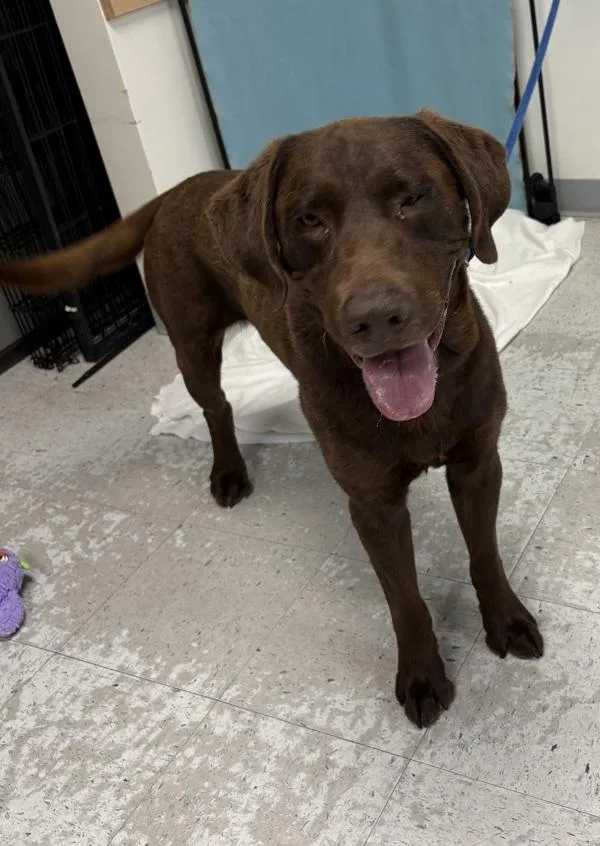 An adult medium-sized male Labrador Retriever dog named Comrade for adoption in Salt Lake City, UT