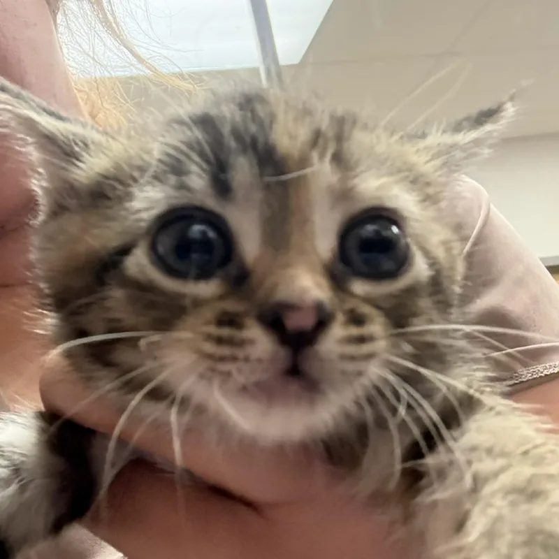 A baby small-sized female Brown / Chocolate Domestic Short Hair cat named Noodle U for adoption in Tupelo, MS