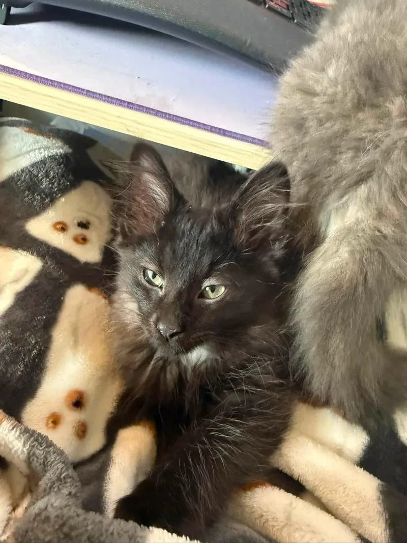 A baby small-sized male Black Domestic Medium Hair cat named Dean for adoption in Indianapolis, IN